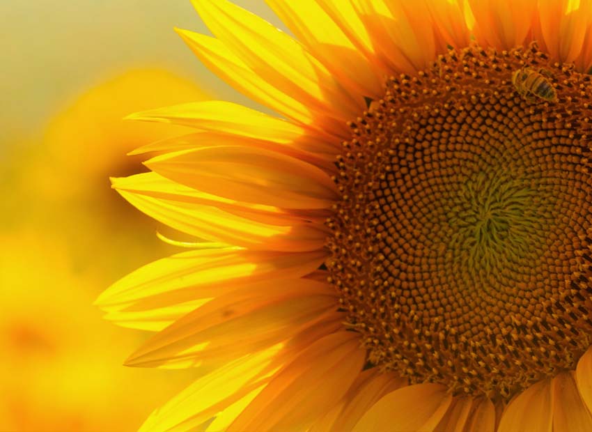 sunflower-seed-oil-2.jpg